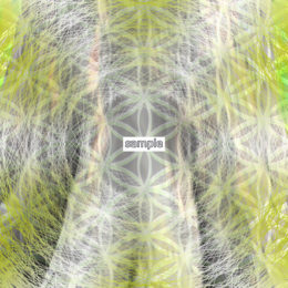 【JPEG原画ファイル】木（樹）